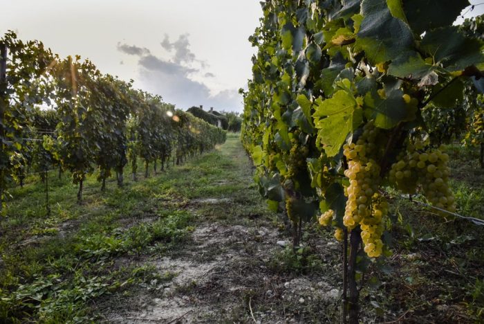 la pergola filari